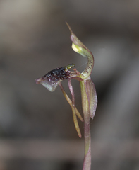 Chiloglottis diphylla
