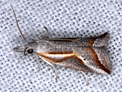 Arotrophora arcuatalis