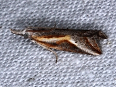 Arotrophora arcuatalis