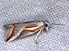 Arotrophora arcuatalis