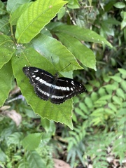 Limenitidini