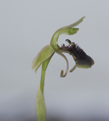 Chiloglottis curviclavia