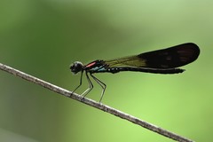 Heliocypha fenestrata