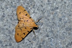 Dichocrocis