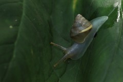 Gastropoda