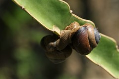Gastropoda
