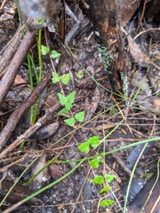 Tremandra diffusa