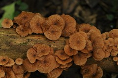 Anthracophyllum