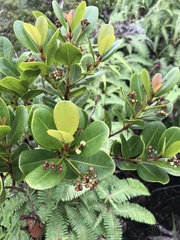 Syzygium sandwicense