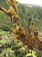 Macromitrium microstomum