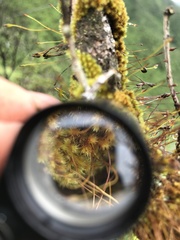 Macromitrium microstomum