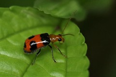 Aulacophora quinqueplagiata