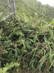 Setaria palmifolia, recorded flowering