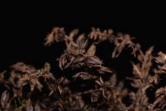 Helmholtzia glaberrima