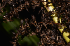 Helmholtzia glaberrima