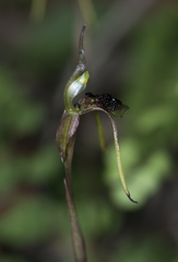 Chiloglottis diphylla