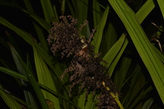 Helmholtzia glaberrima