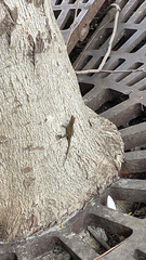 Anolis sagrei