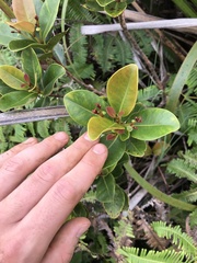 Syzygium sandwicense