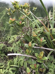 Syzygium sandwicense