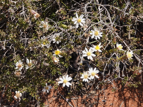 Image of Olearia calcarea by (c) Paul Coddington, some rights reserved (CC BY)