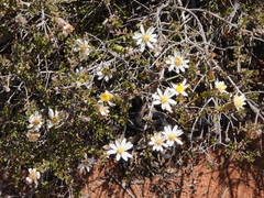 Olearia calcarea