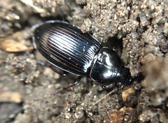 Aztecarpalus schaefferi