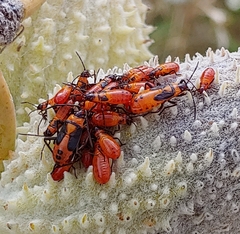 Oncopeltus fasciatus