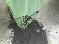 Orthetrum sabina