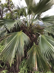 Pritchardia martii