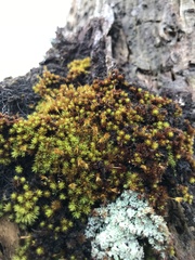 Macromitrium piliferum