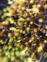 Macromitrium piliferum