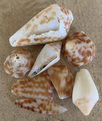 Conus recurvus