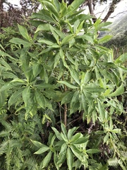 Scaevola gaudichaudiana