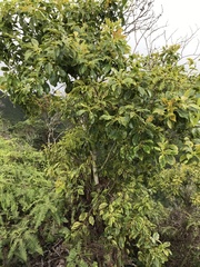 Metrosideros macropus