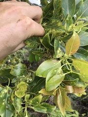 Metrosideros macropus