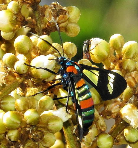 Splendorous Hornet Handmaiden Moth
