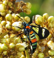 Euchromia folletii