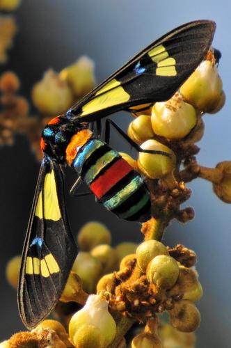 Splendorous Hornet Handmaiden Moth