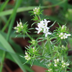 Asperula scoparia