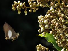 Coeliades forestan forestan