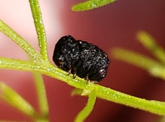 Exema neglecta