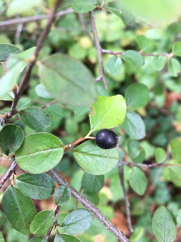 Few-flowered Cotoneaster (Cotoneaster nitens)