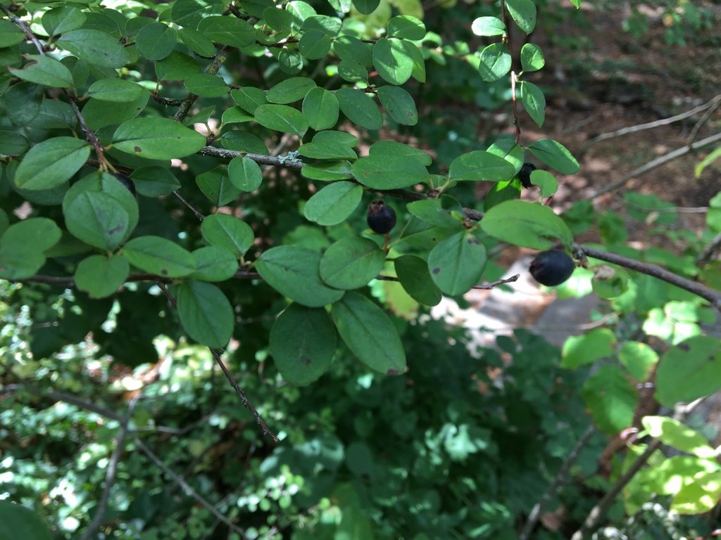 Cotoneaster nitens; photograph (c) Ed Alverson, some rights reserved (CC BY)