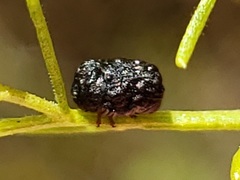 Exema neglecta