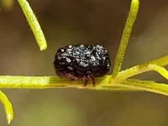 Exema neglecta