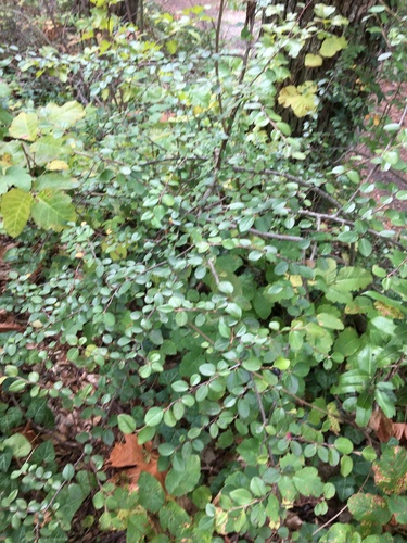 Cotoneaster nitens, photograph 2