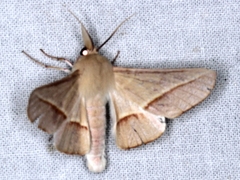 Oenochroma orthodesma