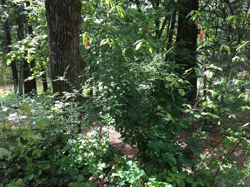 Cotoneaster nitens, photograph 3