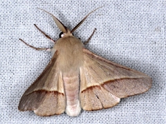 Oenochroma orthodesma